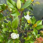 Magnólia veľkokvetá (Magnolia grandiflora Praecox) ´GOLIATH´ - výška 150-180 cm, obvod kmeňa 10/12 cm, kont. C30L (-21°C) - NA KMIENKU 